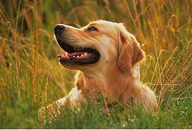 《夏日重现》角色“小舟潮”介绍PV 明年1月26日发售